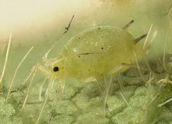 เพลี้ยอ่อนแตงโม