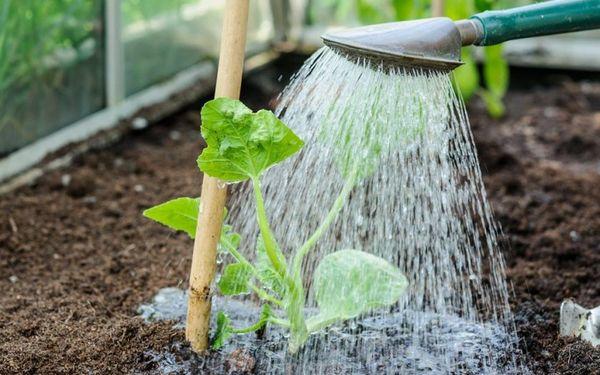 การรดน้ำแตงโม