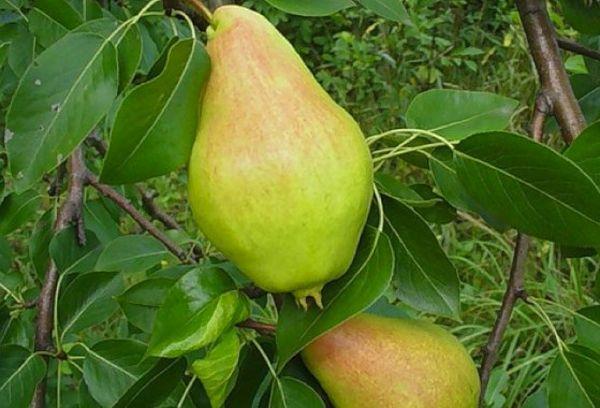 ผลไม้มีความโดดเด่น