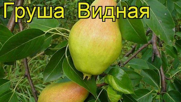 ความหลากหลายที่โดดเด่น