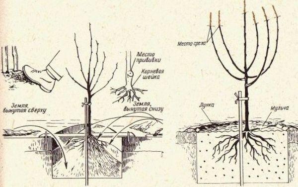 แผนการลงจอด