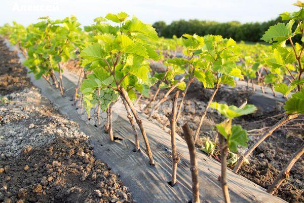 ต้นกล้าองุ่น