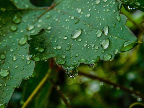 การรดน้ำองุ่น