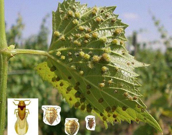 องุ่นฟิลลอกเซรา