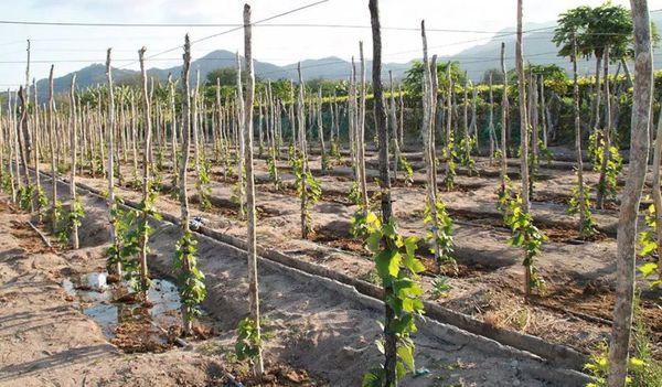 สายรัดถุงเท้าเพื่อรองรับ