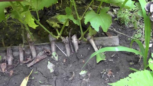 การขยายพันธุ์องุ่น