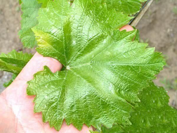 ราในองุ่น