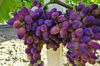 พวงองุ่น