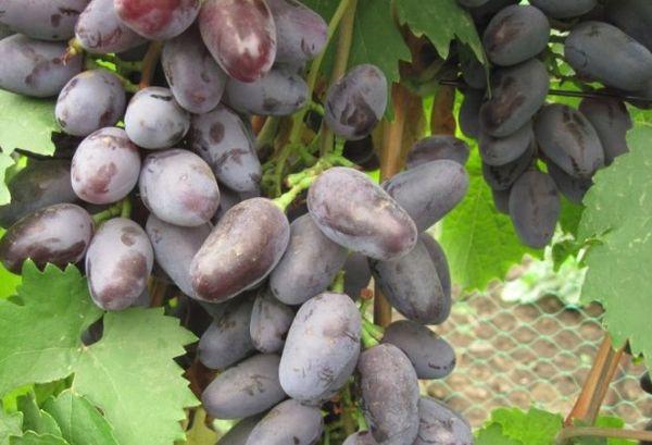 ผลไม้แห่งไบโคนูร์