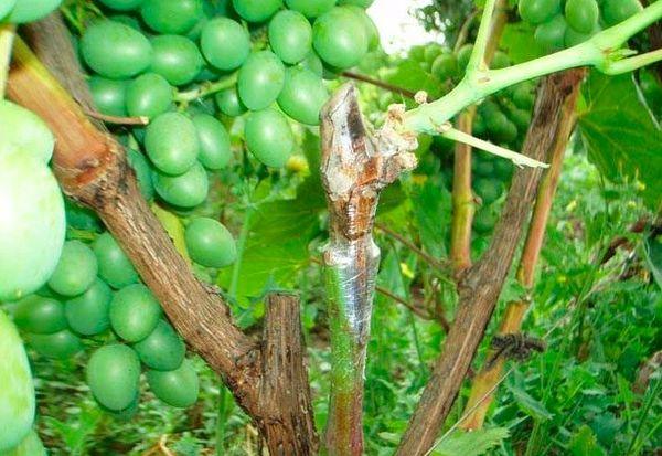 การต่อกิ่งองุ่น