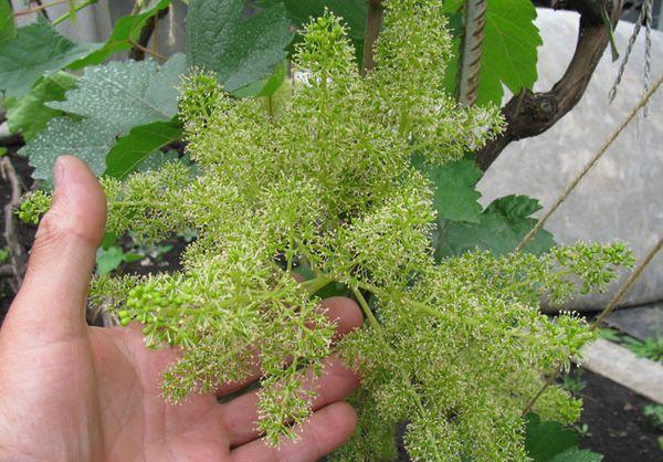 การออกดอกเป็นช่อ