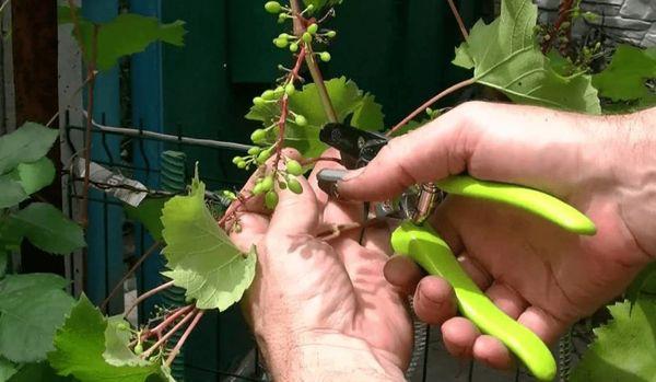 การตัดแต่งกิ่งที่ถูกสุขลักษณะ