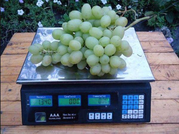 องุ่นบนตาชั่ง