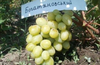 องุ่นขาว