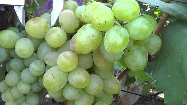 ลักษณะของพันธุ์