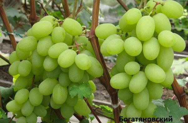 พวงองุ่น