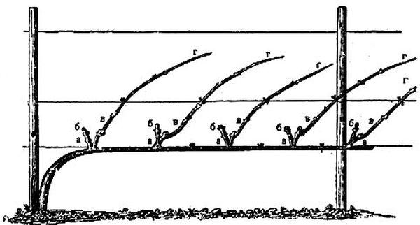 élimination des inflorescences en excès