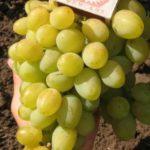 องุ่นกาลาฮัด