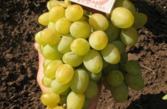 องุ่นกาลาฮัด