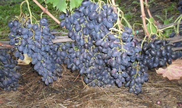 องุ่นอาซอส