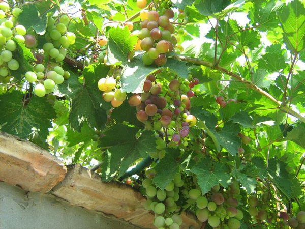 ต้นองุ่น