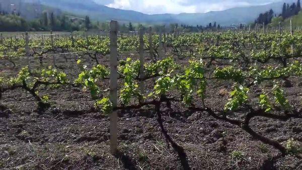 เถาองุ่น