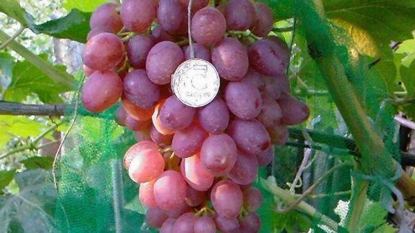 พันธุ์คาร์ดินัล