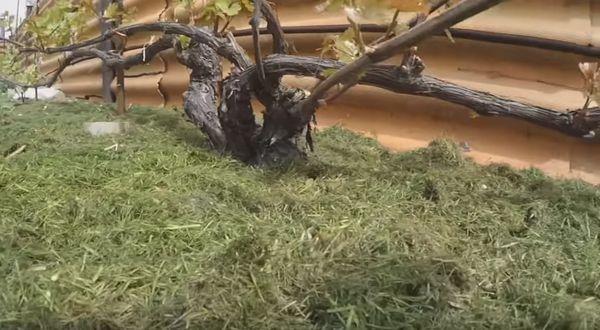 การคลุมดินองุ่น