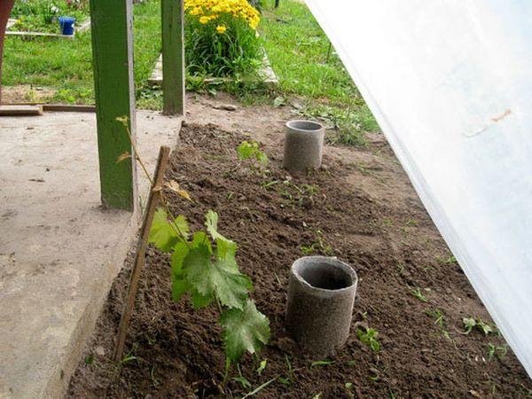 ต้นกล้าองุ่น