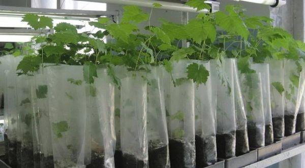 วัสดุปลูก