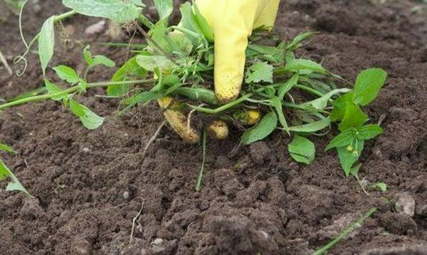 การเตรียมพื้นที่