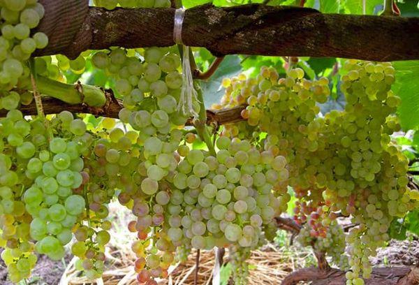 ผลผลิตและการออกผล