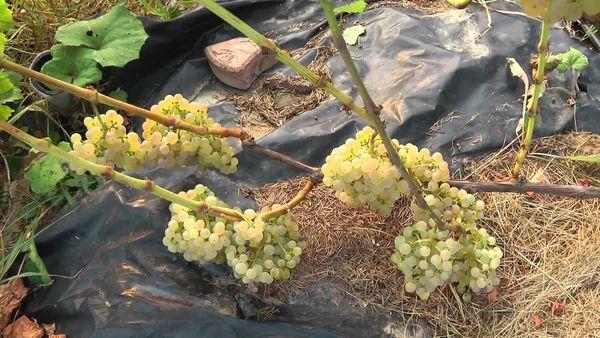 การเก็บรักษาพืชผล