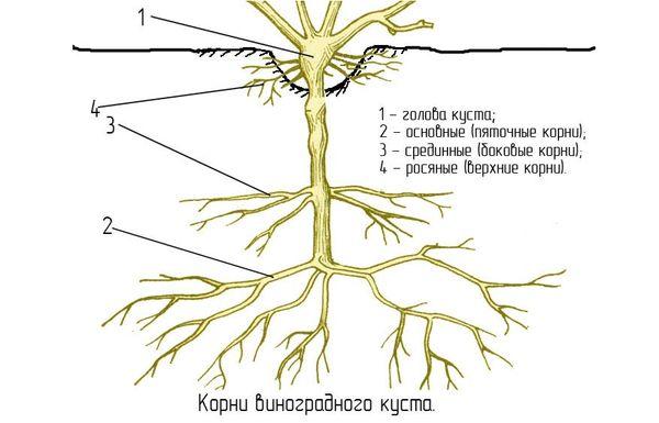 ระบบราก