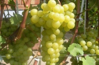 องุ่นขาว