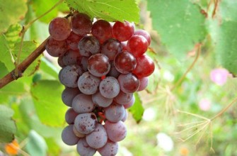 กลุ่มมีลักษณะเป็นทรงกระบอก