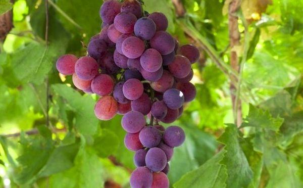 พวงองุ่น