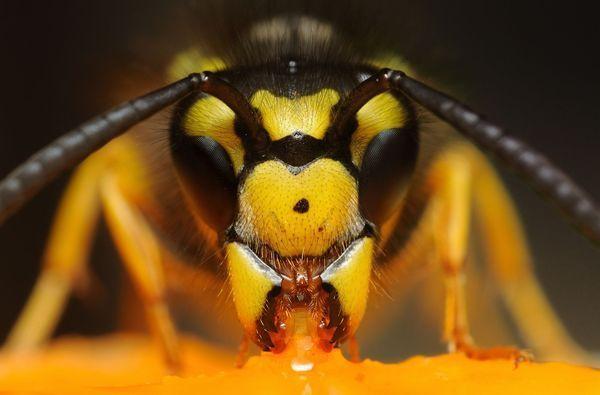 ตัวต่อที่สวยงาม