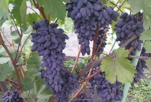 la culture du raisin