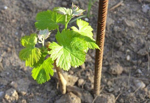 ต้นกล้าองุ่น