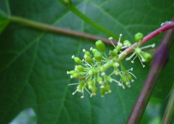 ดอกองุ่น