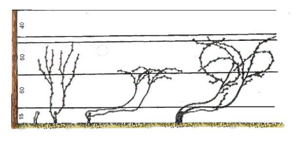 การตัดแต่งและจัดรูปทรง