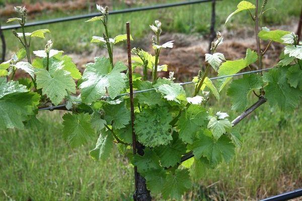 ต้นองุ่น