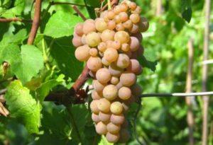 คำอธิบายและลักษณะขององุ่นพันธุ์ Platovsky กฎการปลูก