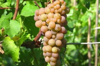 พวงองุ่น