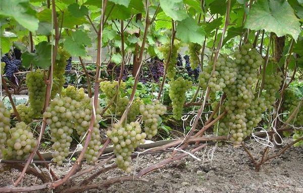 องุ่นบนแปลง