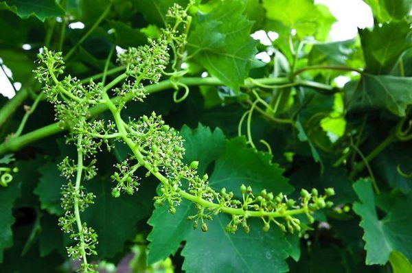 ดอกองุ่น