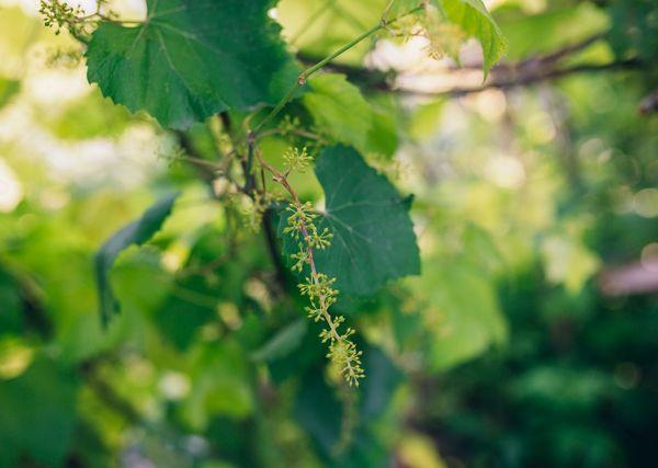 การปลูกองุ่น