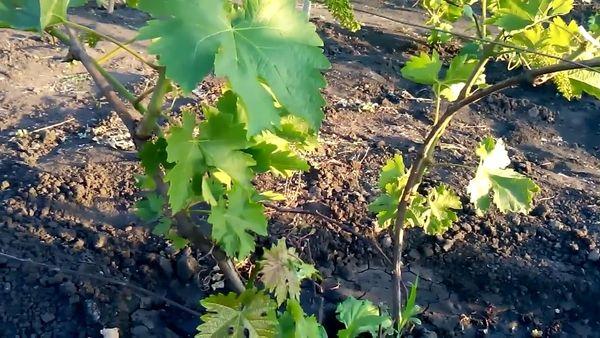 การปันส่วนองุ่น