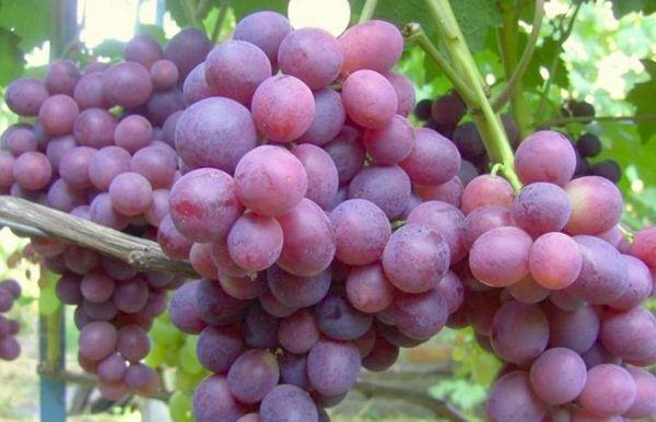 พันธุ์ไวน์